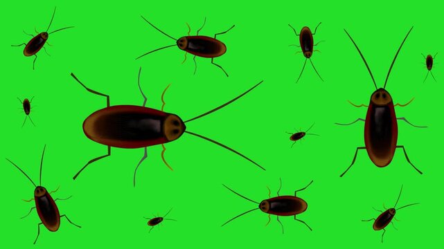 Animated video of cockroaches walking on a green background, 2D, art.