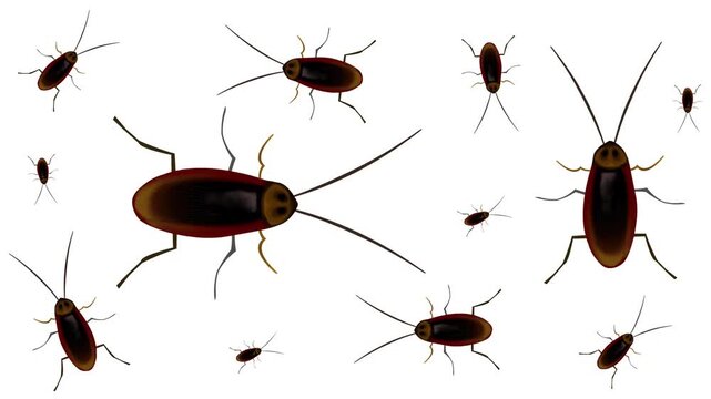 Animated video of cockroaches walking on a white background, 2D, art, insect.