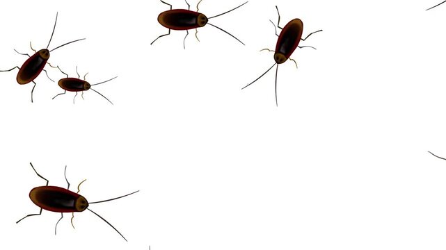 Animated video of cockroaches walking on a white background, 2D, art.