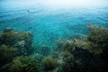 Fototapeta premium Hervia's aquatic world: marine life and ocean wildlife