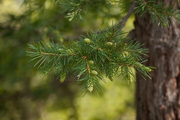 Summer pine twig with fresh green cones