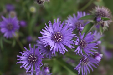 Obraz premium Blooming Phacelia crop field in a summer setting, showcasing floral patterns and natural textures