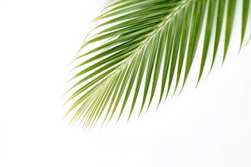 Obraz premium Isolated palm leaf silhouette with transparent background