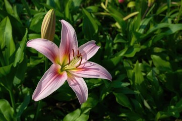 Fototapeta premium Close-up of a Vibrant Pink Lily Blooming in a Garden