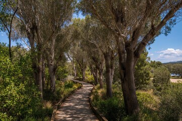 Fototapeta premium Winding trail beneath towering eucalyptus forming a shaded corridor in a natural reserve