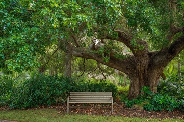Tranquil garden setting featuring a wooden bench nestled beneath a sprawling verdant tree, ideal for unwinding or meditative moments in a tropical environment.