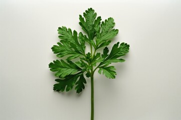 Green parsley leaf isolated on a clean white surface, fresh and natural food ingredient
