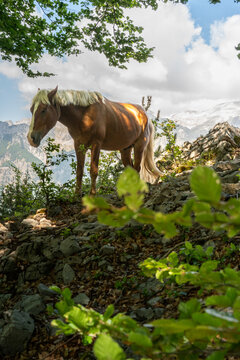 Wild Horse Albania