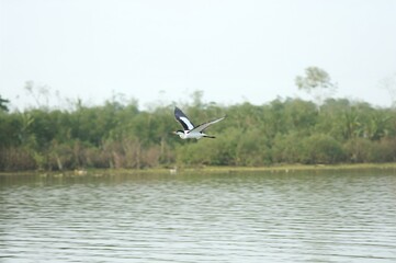 Asian Darter Soaring Over a Freshwater Lake at Dawn