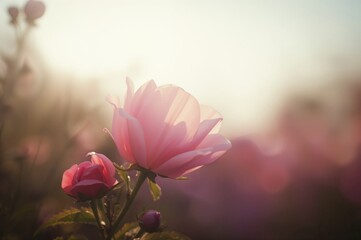 Obraz premium Blurred backdrop with a single pink blossom and ample space for text