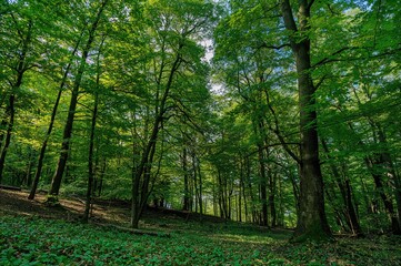 Obraz premium Pictures of a Lush Forest. Stunning Nature Scenery.