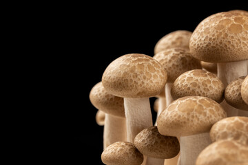 Brown shimeji or beech mushroom on black background with copy space for text