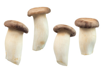 Collection Of Pleurotus Eryngii Or King Oyster Mushroom Isolated on a Transparent Background.