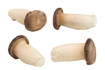 Collection Of Pleurotus Eryngii Or King Oyster Mushroom Isolated on a Transparent Background.