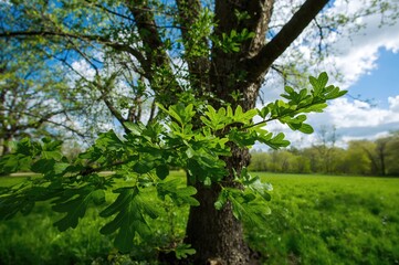 Obraz premium Wide-angle shot of fresh oak leaves in early spring on a tree