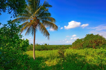 Naklejka premium Tropical tree during holiday