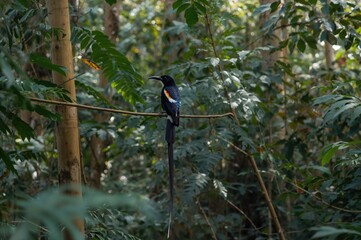 Long-tailed Broadbill perched on a tree limb