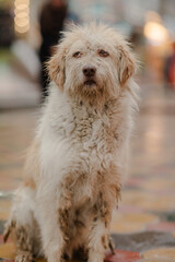 A fluffy, light-colored dog sits with a soulful gaze, its fur slightly tousled. A charming portrait capturing the essence of canine companionship.