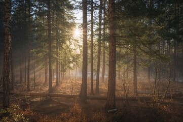 Obraz premium Pine forest basking in early sunlight and fog