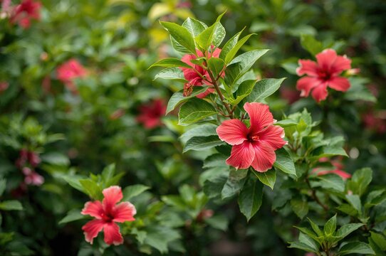 A stunning garden backdrop bursting with lush green foliage and vivid red hibiscus blooms, showcasing nature's artistic beauty.