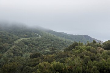 Obraz premium Misty laurel woodland shrouded in fog