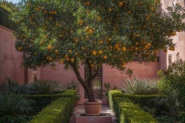Naklejka premium Citrus tree growing in a historic garden within an ancient urban area in North Africa