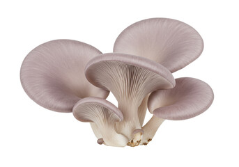 Group of oyster mushrooms isolated on transparent background, edible fungi with a delicate flavor and velvety texture, PNG