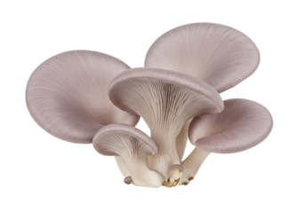 Group of oyster mushrooms isolated on transparent background, edible fungi with a delicate flavor and velvety texture, PNG