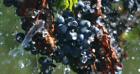 Slow Motion Close Up Of Fresh Purple Grapes Splashed By Water Drops In Sunlight, Symbol Of Purity, Nature And Vitality At 1000 FPS - Powered by Adobe