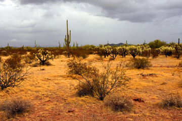 Landscape Sonoran Desert Arizona