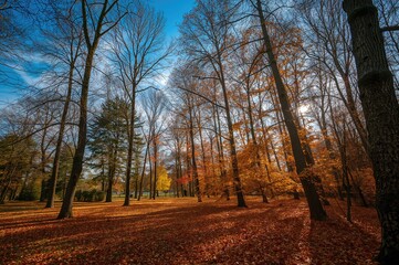 Fototapeta premium Scenic view of a park during a bright fall afternoon