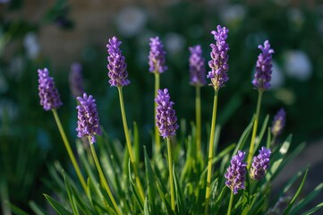 Home Garden Lavender Flower Care Tips