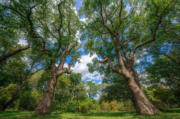 Fototapeta premium Tall mango and guava trees stretch upward, reaching towards the sky