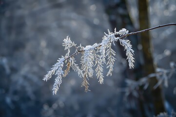 Hoarfrost Blankets Acacia Leaves
