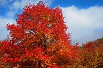 Fototapeta premium Autumn leaves on a maple tree