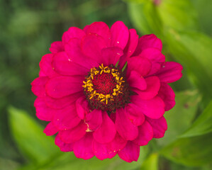 Macro photography of Zinnia flower.