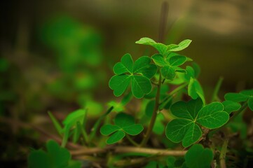 Close-up view of fresh three-leaf clovers against a natural green backdrop