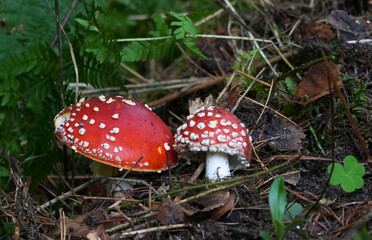 two bright red fly agaric mushrooms (amanita muscaria) growing in the forest