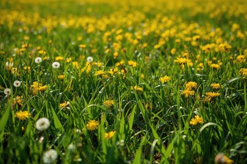 Obraz premium Abundance of bright yellow dandelions scattered across lush green grass