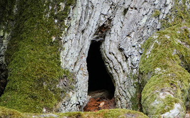 dark hole or cave in the trunk of a large moss covered tree