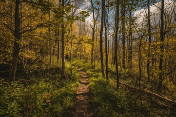 Fototapeta premium Slim woodland path during springtime