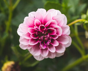 Macro photography of Dahlia flower.