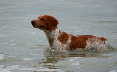 ginger and white brittany spaniel dog swimming in the sea on a cloudy day
