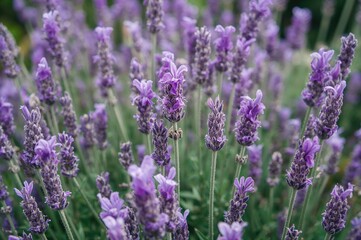 Naklejka premium Purple blooms of the Lamiaceae family, known as True Lavender