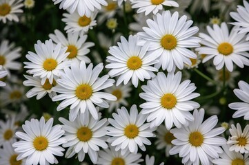Close-up view of white daisies with yellow cores