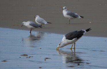seagull drinking water on a sandy beach at the seaside