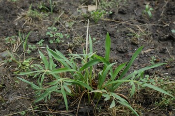 A long-lasting herb from the Apiaceae family thriving in wet soils like rice paddies, known for its distinctive aroma on foliage and stems, commonly consumed as a vegetable or used as a flavoring in