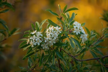 Myrtus communis - Typical Myrtle, native plant of the Mediterranean area