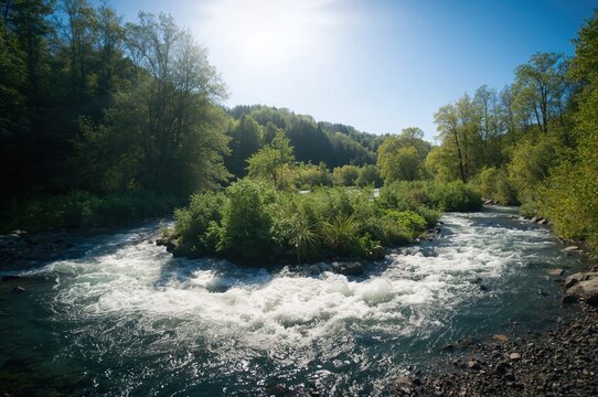 A fast-moving stream carves its way through dense, verdant woods beneath a radiant summer sky. - Powered by Adobe