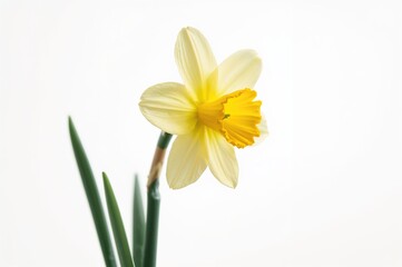 Fototapeta premium Single Narcissus bloom on a plain white backdrop
